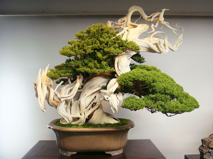 hinh-anh-bonsai-cay-canh-cay-xanh-the-dep-nhat-dat-tien-39.jpg