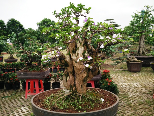 hinh-anh-bonsai-cay-canh-cay-xanh-the-dep-nhat-dat-tien-4.jpg