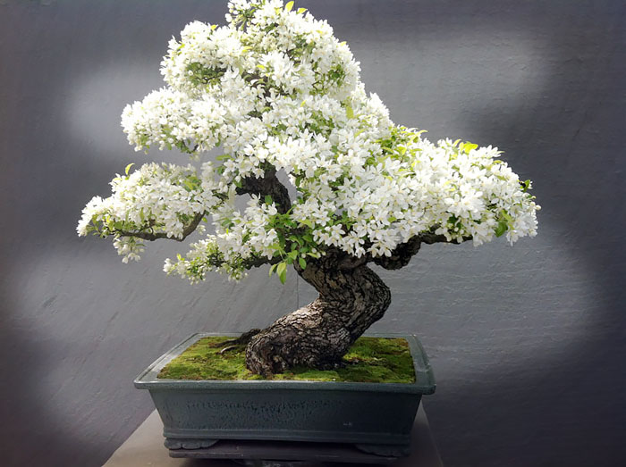 hinh-anh-bonsai-cay-canh-cay-xanh-the-dep-nhat-dat-tien-40.jpg