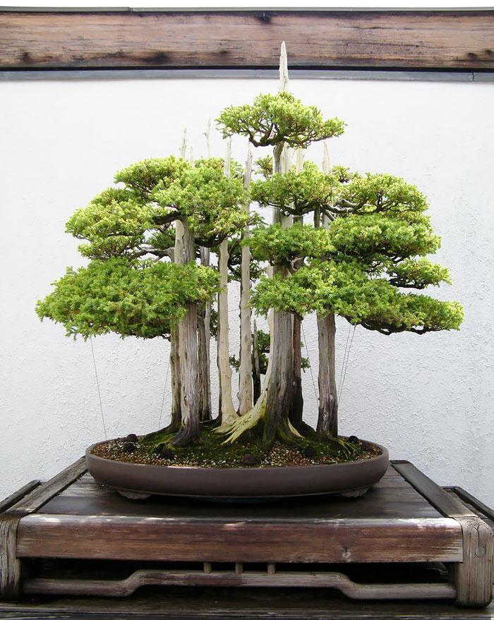 hinh-anh-bonsai-cay-canh-cay-xanh-the-dep-nhat-dat-tien-41.jpg