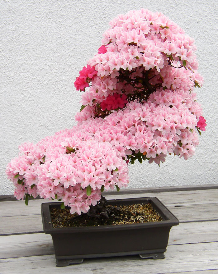 hinh-anh-bonsai-cay-canh-cay-xanh-the-dep-nhat-dat-tien-42.jpg