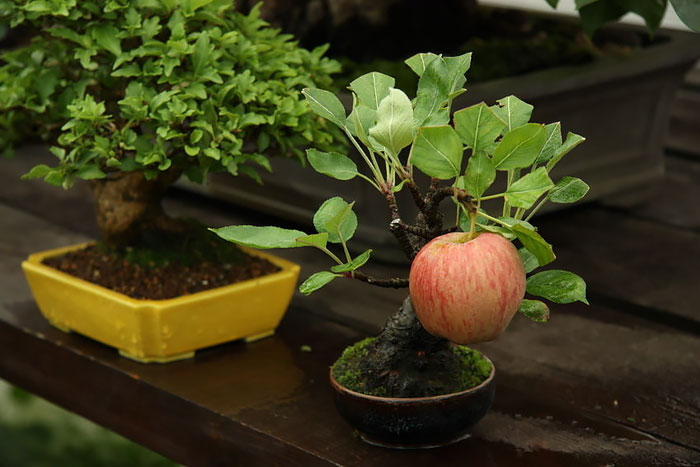 hinh-anh-bonsai-cay-canh-cay-xanh-the-dep-nhat-dat-tien-43.jpg