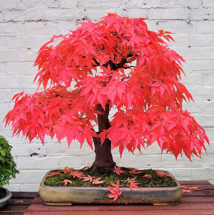 hinh-anh-bonsai-cay-canh-cay-xanh-the-dep-nhat-dat-tien-44.jpg