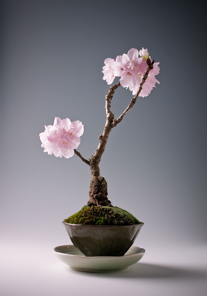 hinh-anh-bonsai-cay-canh-cay-xanh-the-dep-nhat-dat-tien-45.jpg