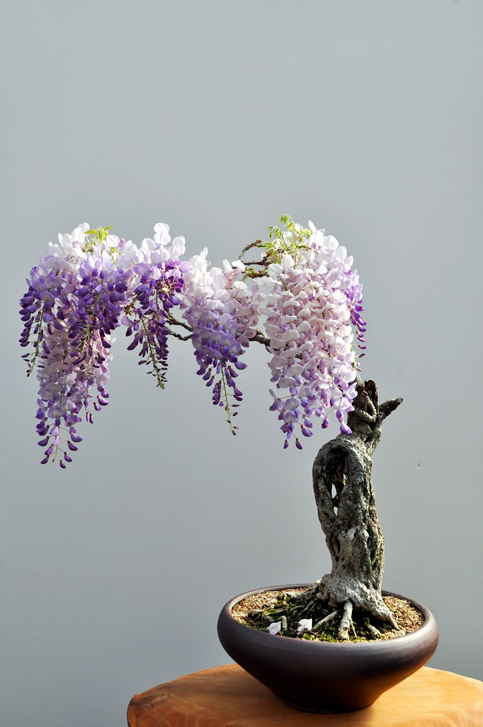 hinh-anh-bonsai-cay-canh-cay-xanh-the-dep-nhat-dat-tien-46.jpg