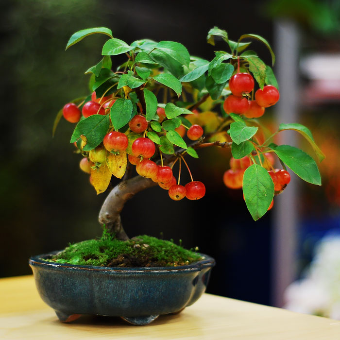 hinh-anh-bonsai-cay-canh-cay-xanh-the-dep-nhat-dat-tien-47.jpg