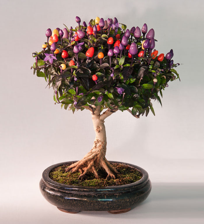 hinh-anh-bonsai-cay-canh-cay-xanh-the-dep-nhat-dat-tien-48.jpg