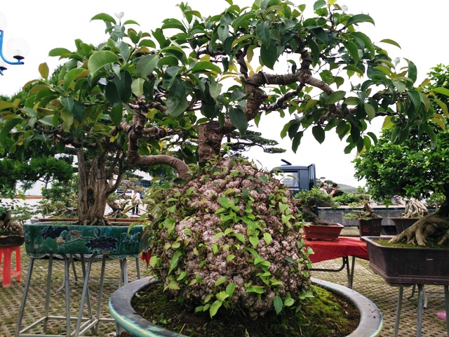 hinh-anh-bonsai-cay-canh-cay-xanh-the-dep-nhat-dat-tien-6.jpg