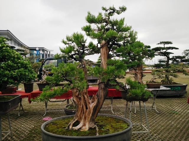 hinh-anh-bonsai-cay-canh-cay-xanh-the-dep-nhat-dat-tien-7.jpg