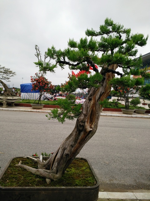 hinh-anh-bonsai-cay-canh-cay-xanh-the-dep-nhat-dat-tien-8.jpg