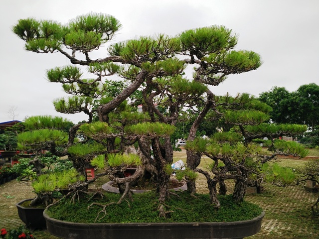 hinh-anh-bonsai-cay-canh-cay-xanh-the-dep-nhat-dat-tien-9.jpg