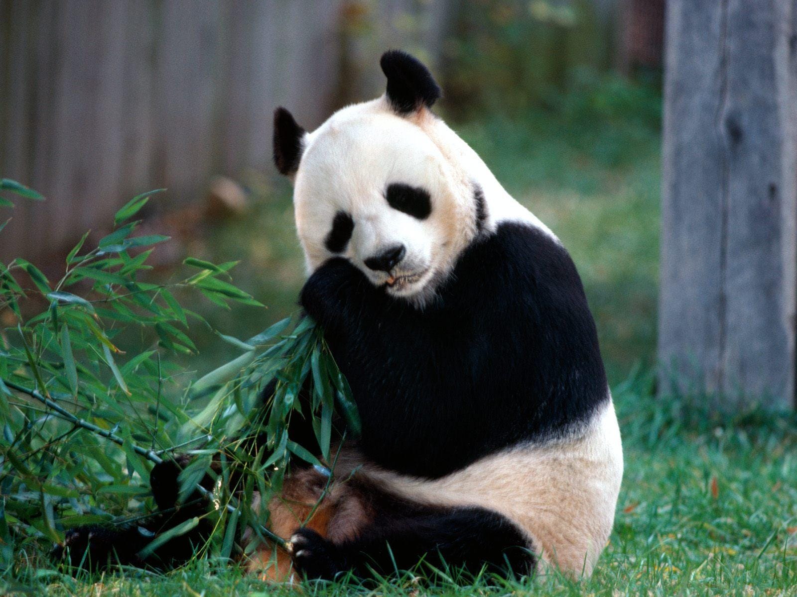 hinh-anh-con-gau-de-thuong-gau-nau-gau-panda-teddy12.jpg