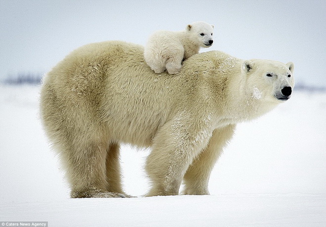 hinh-anh-con-gau-de-thuong-gau-nau-gau-panda-teddy8.jpg