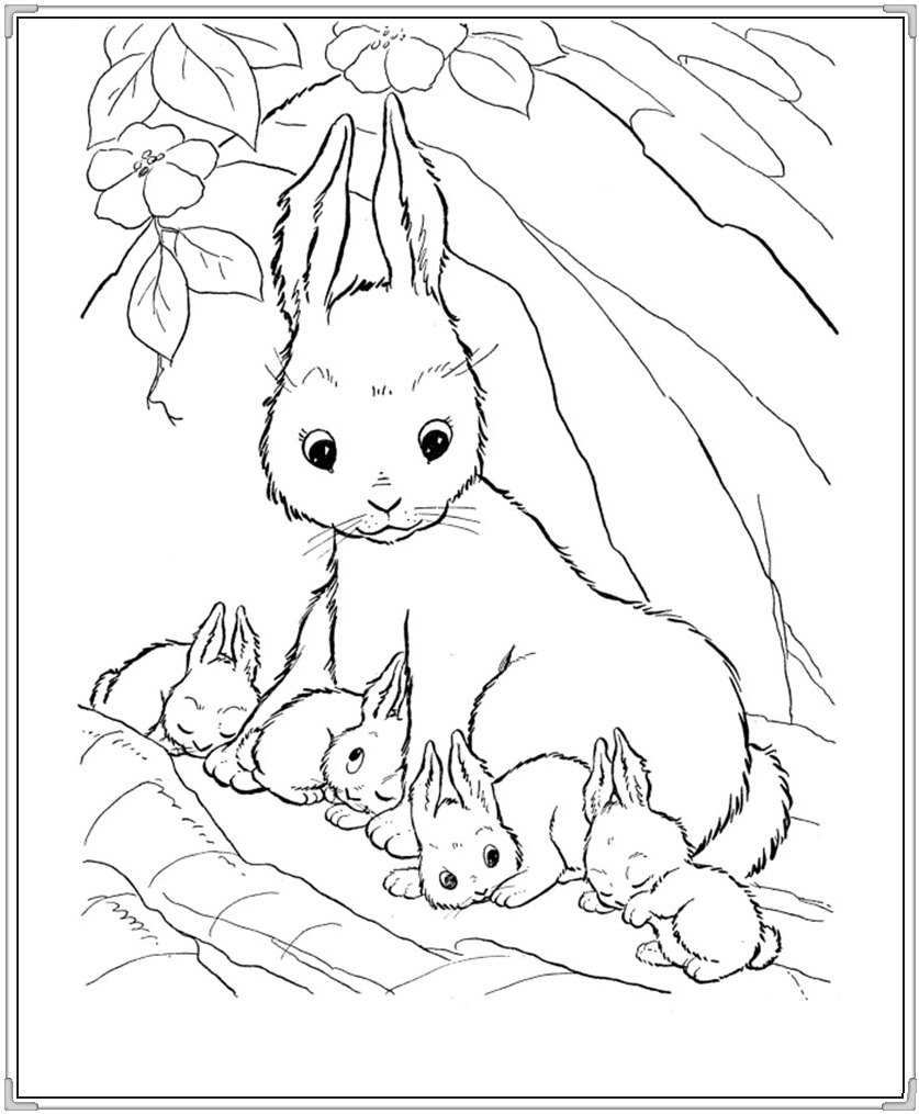 Hình Ảnh Con Thỏ, Hình Tô Màu Con Thỏ Dễ Thương Cho Bé | Vfo.Vn