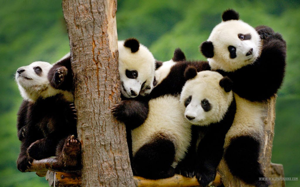 Ý nghĩa hình xăm gấu trúc Panda ý tưởng và thiết kế