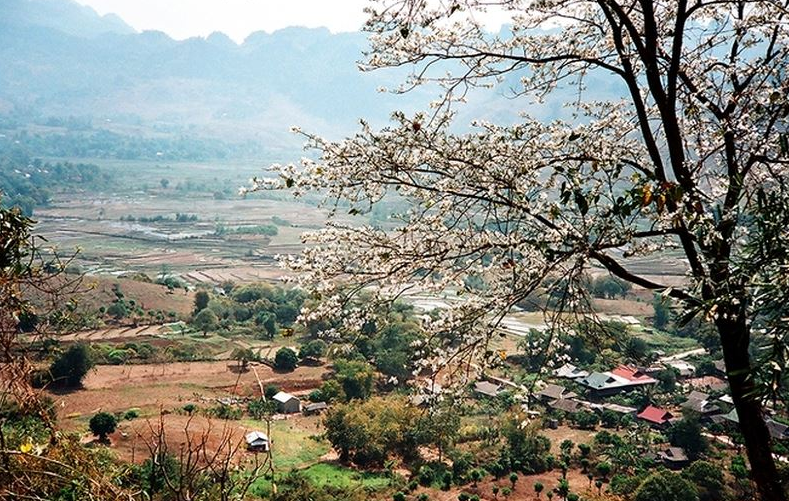 hinh-anh-hinh-nen-hoa-ban-dep-nhat-hoa-ban-trang-tay-bac18.png