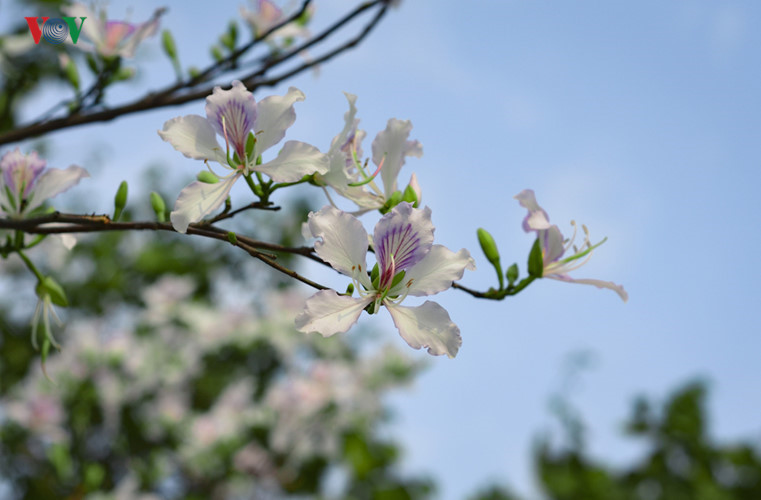 Hình ảnh, hình nền hoa ban đẹp nhất, hoa ban trắng Tây bắc | VFO.VN