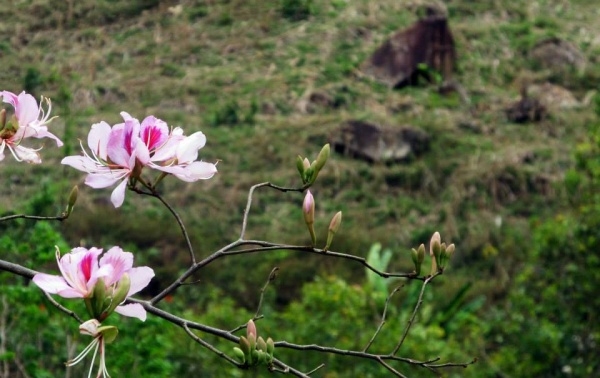 hinh-anh-hinh-nen-hoa-ban-dep-nhat-hoa-ban-trang-tay-bac24.jpg