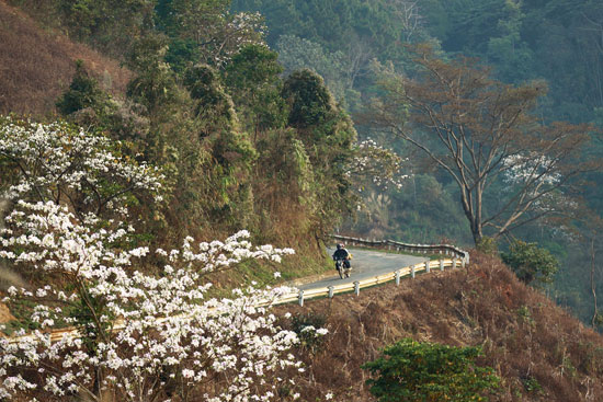 hinh-anh-hinh-nen-hoa-ban-dep-nhat-hoa-ban-trang-tay-bac25.jpg