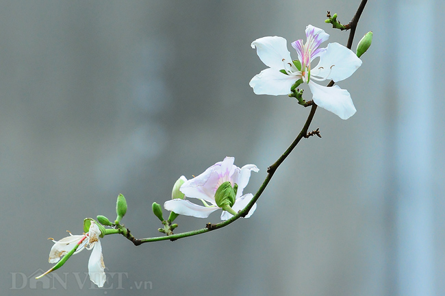 Hình ảnh, hình nền hoa ban đẹp nhất, hoa ban trắng Tây bắc | VFO.VN