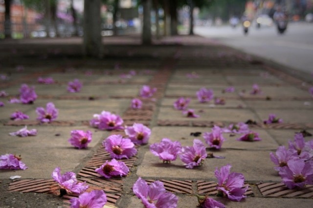 Hình ảnh, hình nền hoa bằng lăng tím đẹp nhất | VFO.VN