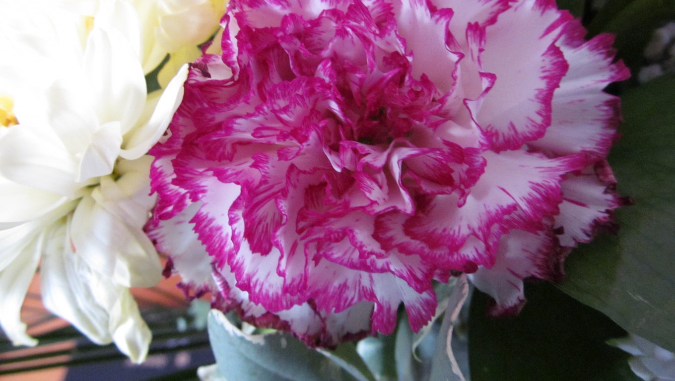 Ý nghĩa của hoa Cẩm chướng  100 ảnh hoa cẩm chướng full HD