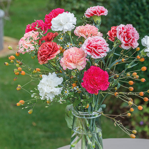 Hoa cẩm chướng đẹp: Hãy chiêm ngưỡng vẻ đẹp tuyệt vời của hoa cẩm chướng! Nét độc đáo của loại hoa này chắc chắn sẽ khiến bạn say đắm, với những cánh hoa mảnh mai màu sắc đa dạng.