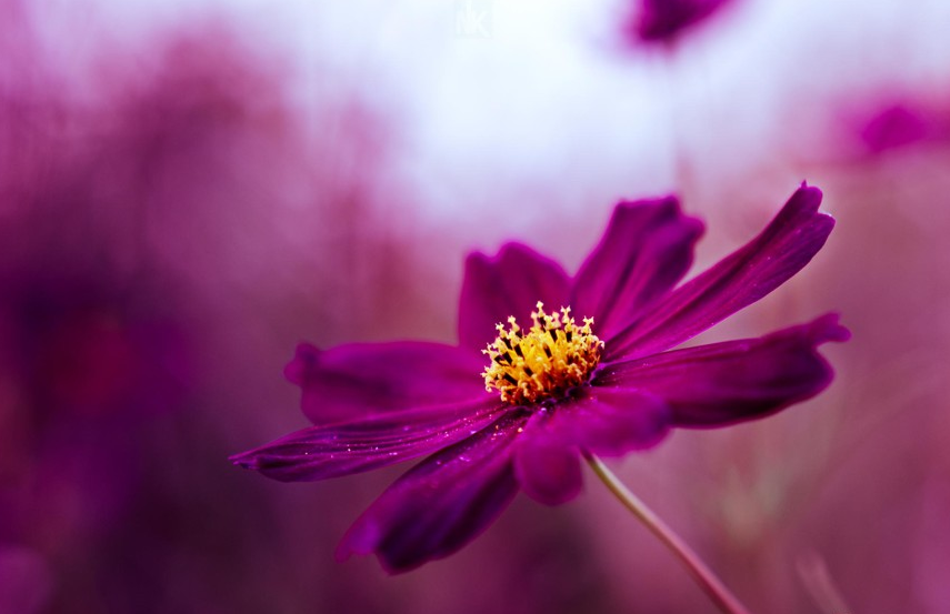 50 Những hình ảnh hoa cúc đẹp chất lượng cao