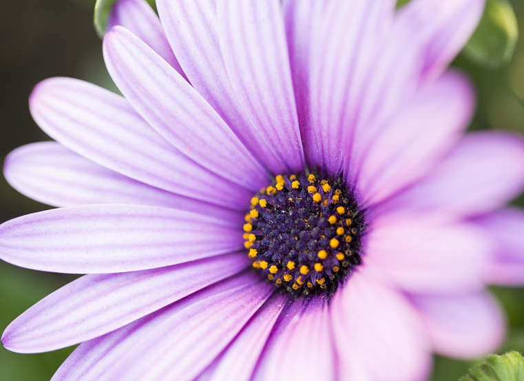 Top 101 hình ảnh hoa cúc tím đẹp nhất