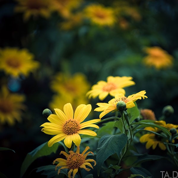Hình ảnh, hình nền hoa dã quỳ đẹp | VFO.VN