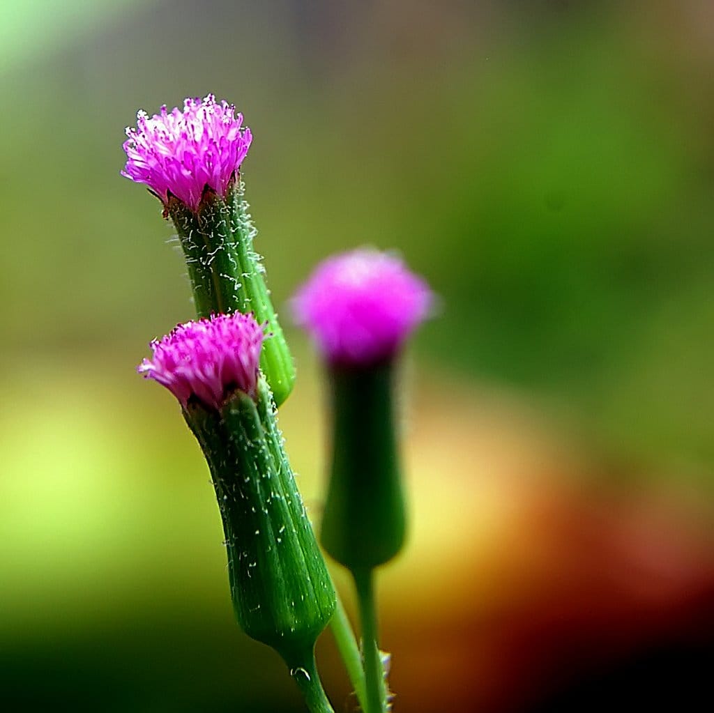 Những Bông Hoa Dại Nhỏ Màu Hồng Mọc Trong Một Khu Rừng Trên Nền Hoa Hoa  Rừng Tự Nhiên Hình ảnh Sẵn có  Tải xuống Hình ảnh Ngay bây giờ  iStock