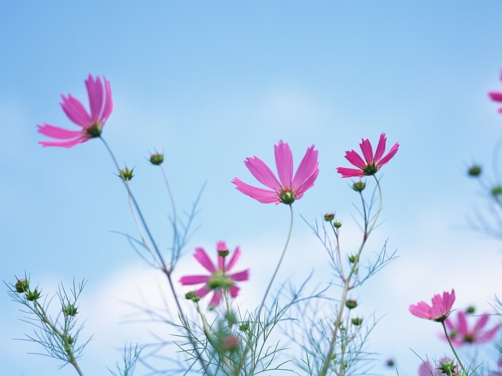 magiconline: Hình ảnh nền những bông hoa cúc dại đẹp