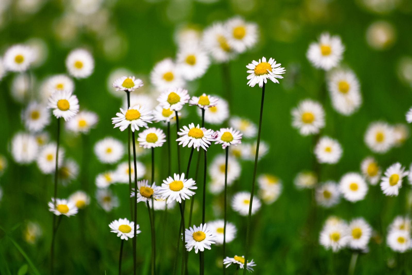 Chi tiết nhiều hơn 106 hình hoa dại mới nhất - Tin Học Vui