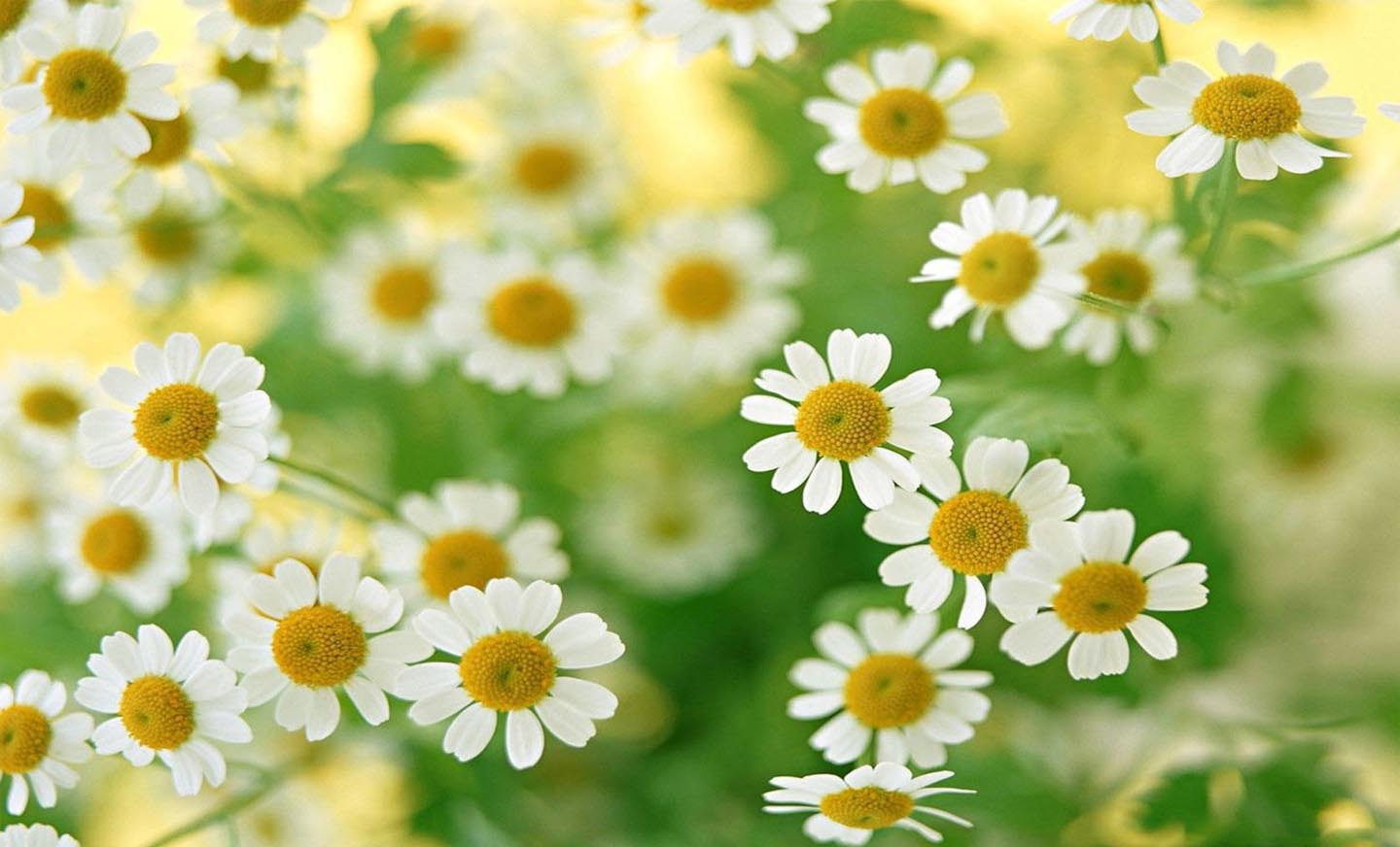 Hoa dại: Hãy khám phá sự đơn giản và giản dị của loại hoa dại. Những bông hoa nhỏ bé và mỏng manh này với nhiều sắc màu khác nhau sẽ mang đến cho bạn cảm giác bình yên và tĩnh lặng giữa những cánh đồng mênh mông.