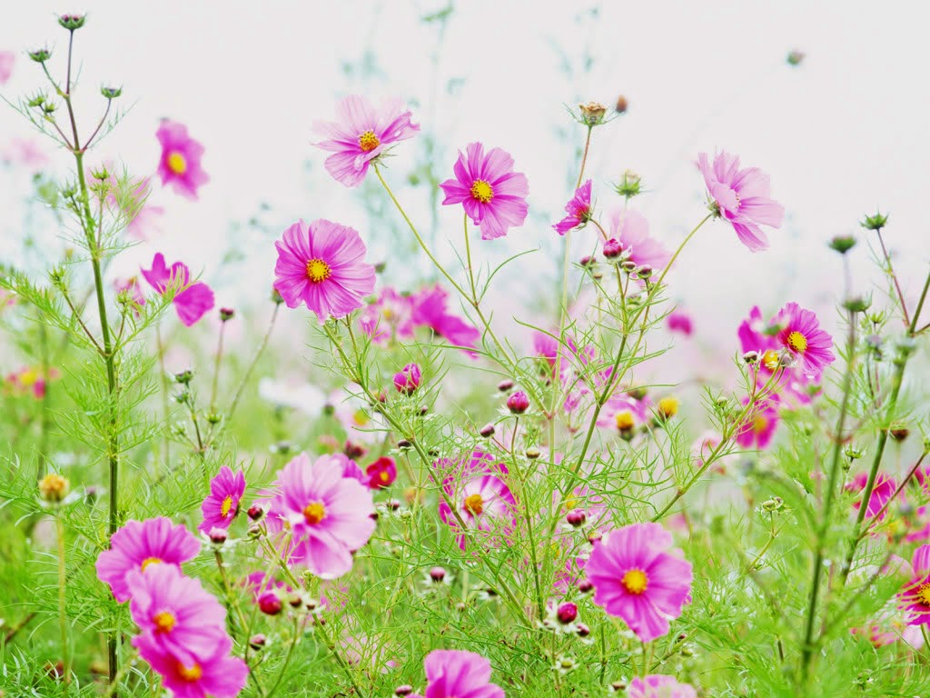 Tổng hợp 102 hình ảnh đẹp về hoa mới nhất  Tin Học Vui
