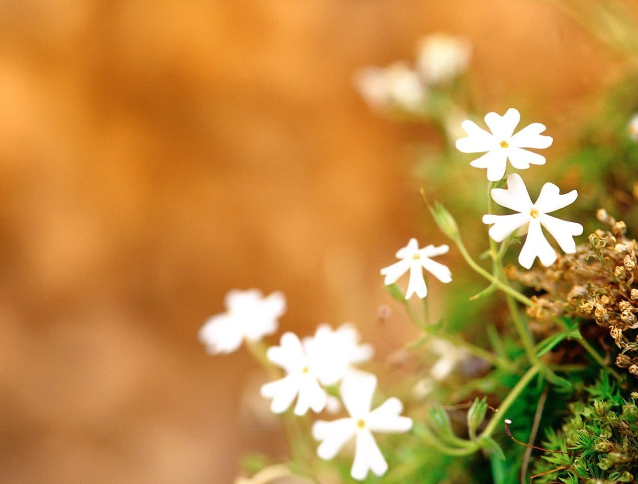 Top 107+ hình nền hoa dại đẹp tuyệt vời nhất - POPPY
