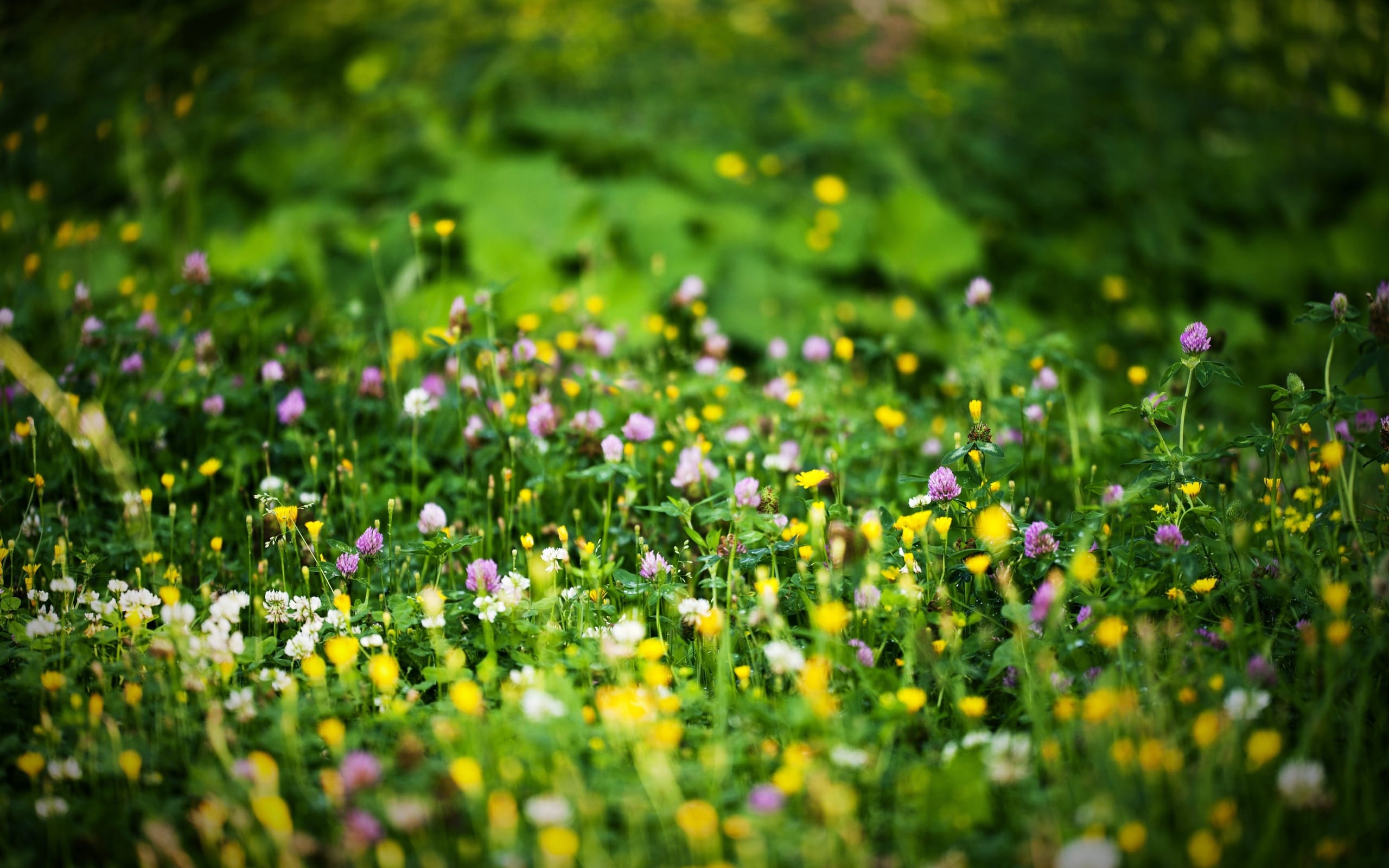 Hình nền  Hoa dại thiên nhiên cỏ bông hoa màu vàng 2048x1367   SomeonePro99  1697799  Hình nền đẹp hd  WallHere