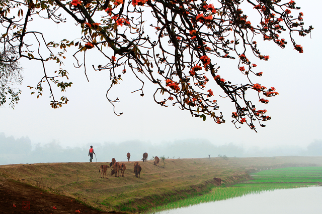 hinh-anh-hinh-nen-hoa-gao-dep-nhat-hoa-gao-thang-3-28.jpg