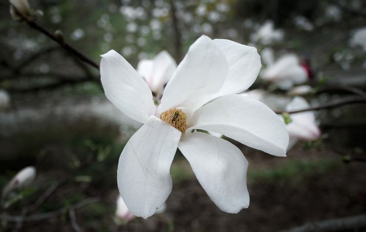 Hình ảnh, hình nền hoa ngọc lan đẹp nhất | VFO.VN