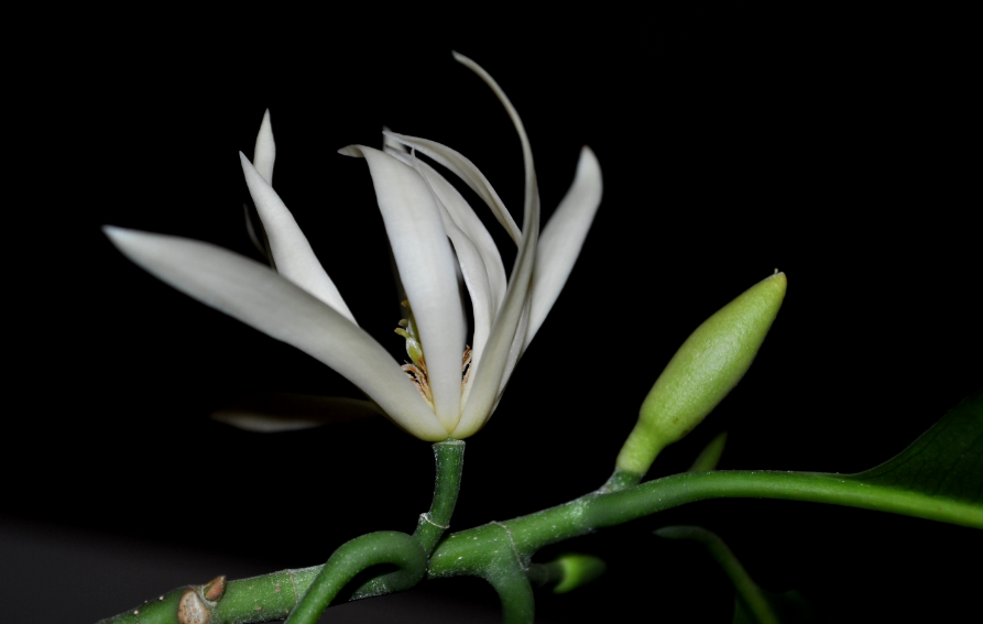 Hình ảnh, hình nền hoa ngọc lan đẹp nhất | VFO.VN