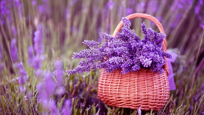 Hình nền Lavender: Hình nền Lavender sẽ mang đến cho bạn không gian làm việc hoặc giải trí thật tươi mới và thoải mái. Hãy cập nhật ngay một hình nền hoa Lavender để thưởng thức vẻ đẹp mỗi ngày nhé!