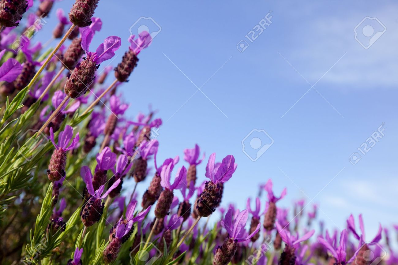 hinh-anh-hinh-nen-hoa-oai-huong-hoa-lavender-dep-nhat10.jpg