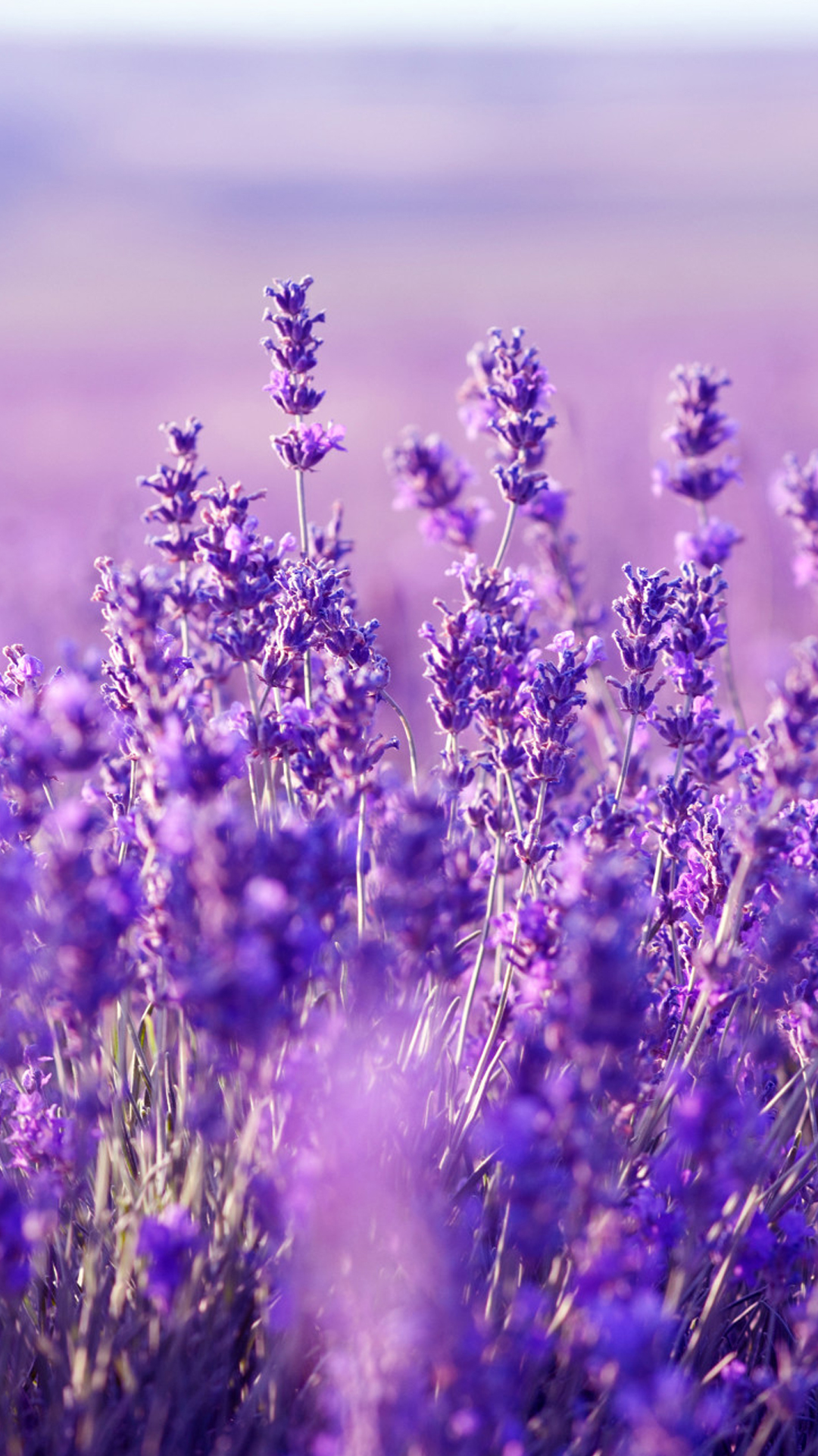 Tổng hợp hình nền đẹp về hoa oải hương Lavender  thptlamnghiepeduvn