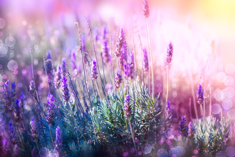 Hình Ảnh, Hình Nền Hoa Oải Hương, Hoa Lavender Đẹp Nhất | Vfo.Vn