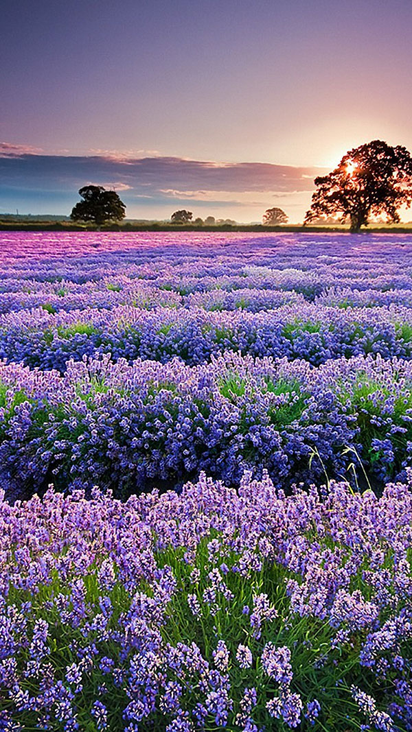 50 hình ảnh hoa oải hương đẹp chất lượng cao  Đồng hồ tranh AmiA