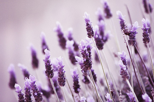 Chiêm ngưỡng vẻ đẹp hoa lavender trong dịp hè