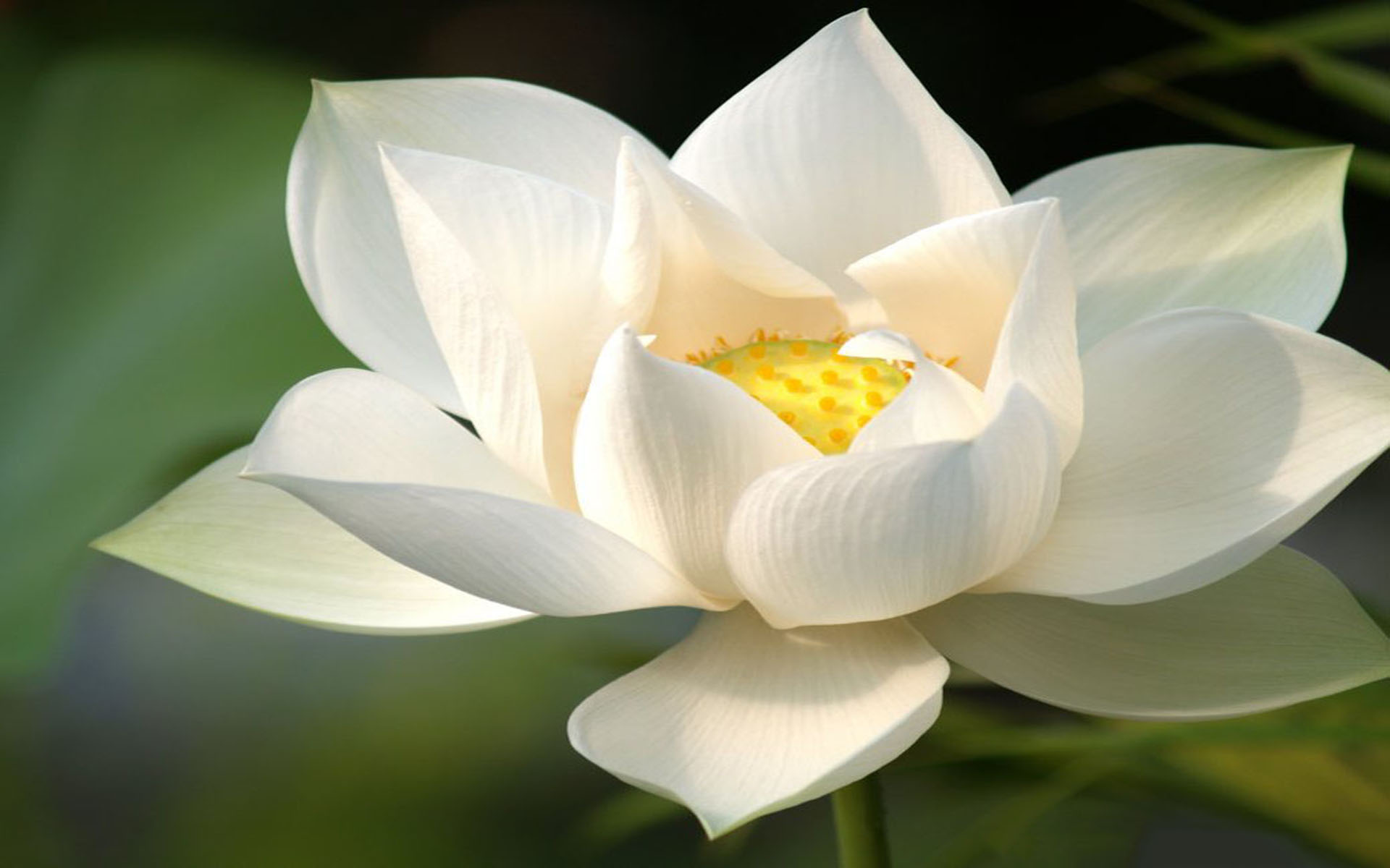 Tận hưởng vẻ đẹp hoa sen trắng lấp lánh trong hình nền hoa sen trắng. Với màu trắng tinh khiết kết hợp với đường nét tinh tế, hình nền này sẽ khiến bạn mê mẩn ngay từ lần nhìn đầu tiên. Hãy đón nhận và bắt đầu bước vào thế giới của hoa sen trắng.