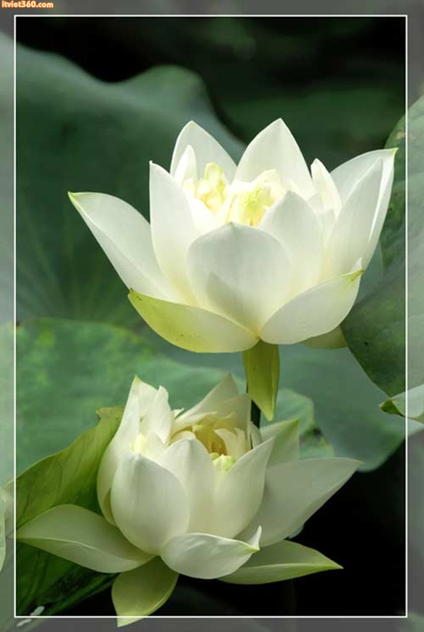 Hình ảnh hoa sen trắng đem lại cảm giác tươi mới và thanh khiết cho người xem. Hãy đón xem những khoảnh khắc đầy cảm hứng và đẹp mắt về hoa sen trắng.