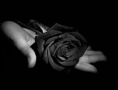 Những Hình ảnh hoa hồng đen chứa đầy bí ẩn và cuốn hút cực kì  THCS Võ Thị  Sáu