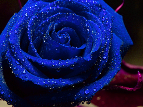 Hình ảnh hoa hồng đen, hoa hồng xanh đẹp nhất | VFO.VN
